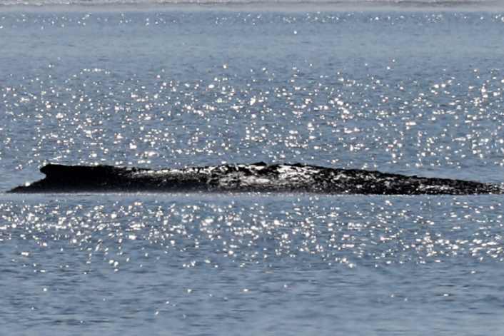 Die letzte Hoffnung für Buckelwal Timmi