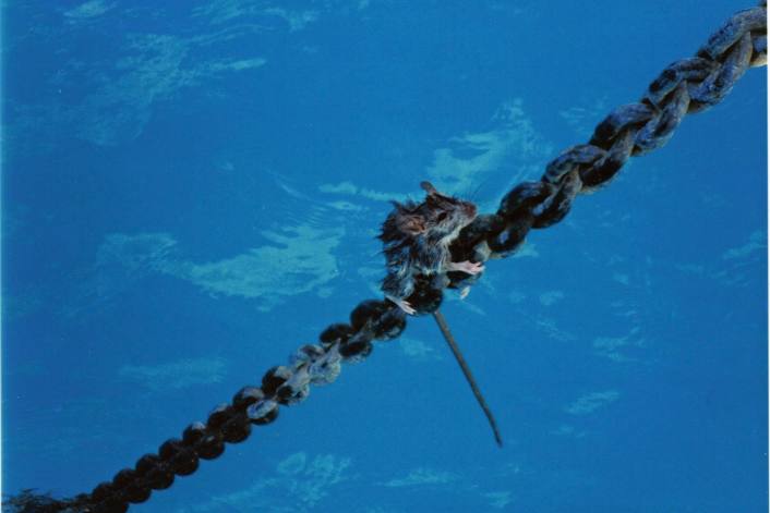 What to do if there are vermin on board