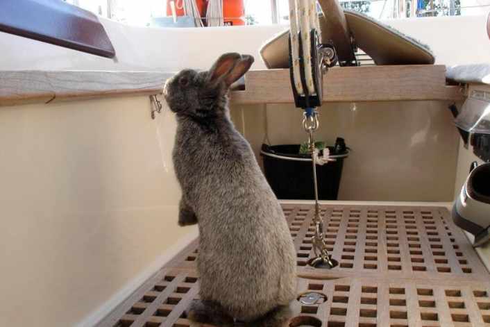 Pourquoi les skippers sont aujourd'hui nerveux devant les fleurs et les lapins