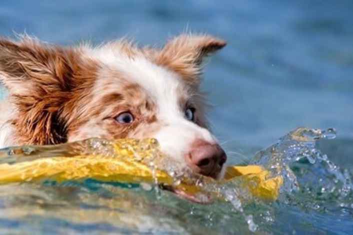 Accessoires pour le chien de bord