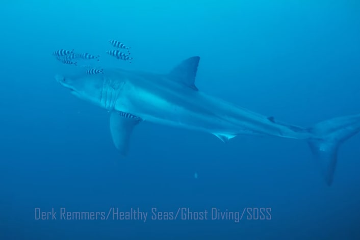 Un grand requin blanc filmé en Méditerranée