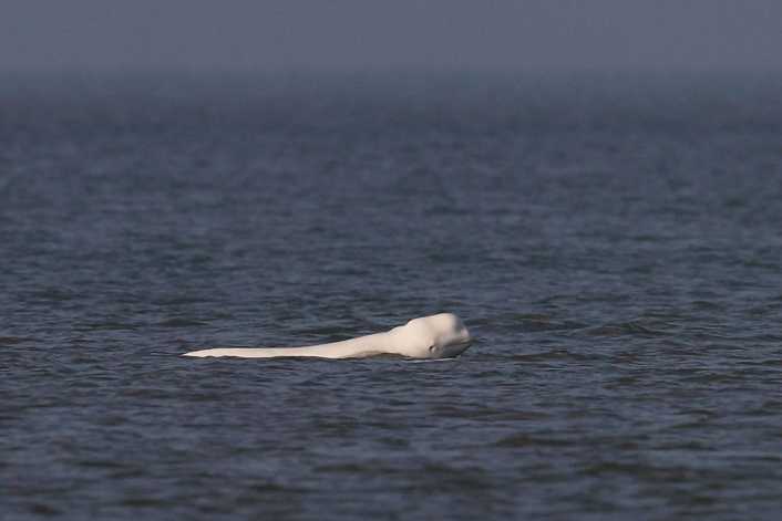 Balena beluga emersa al largo dell'Olanda