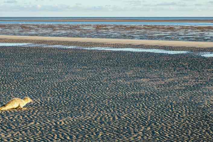Das Tier-Rätsel der Sandbank