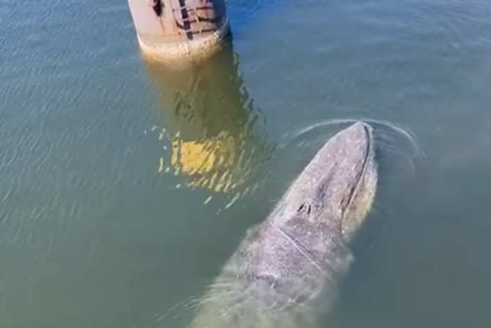 Un rorqual commun dans le port de Wismar