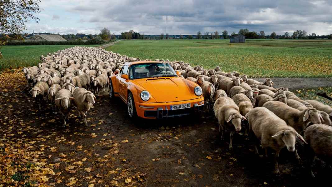 RUF RODEO - RUF DER WILDNIS