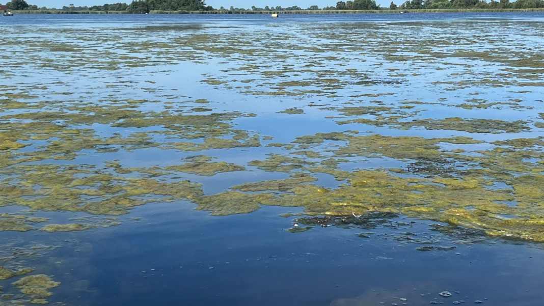 Heiße Sommer, invasive Arten - das Kleine Meer wächst zu