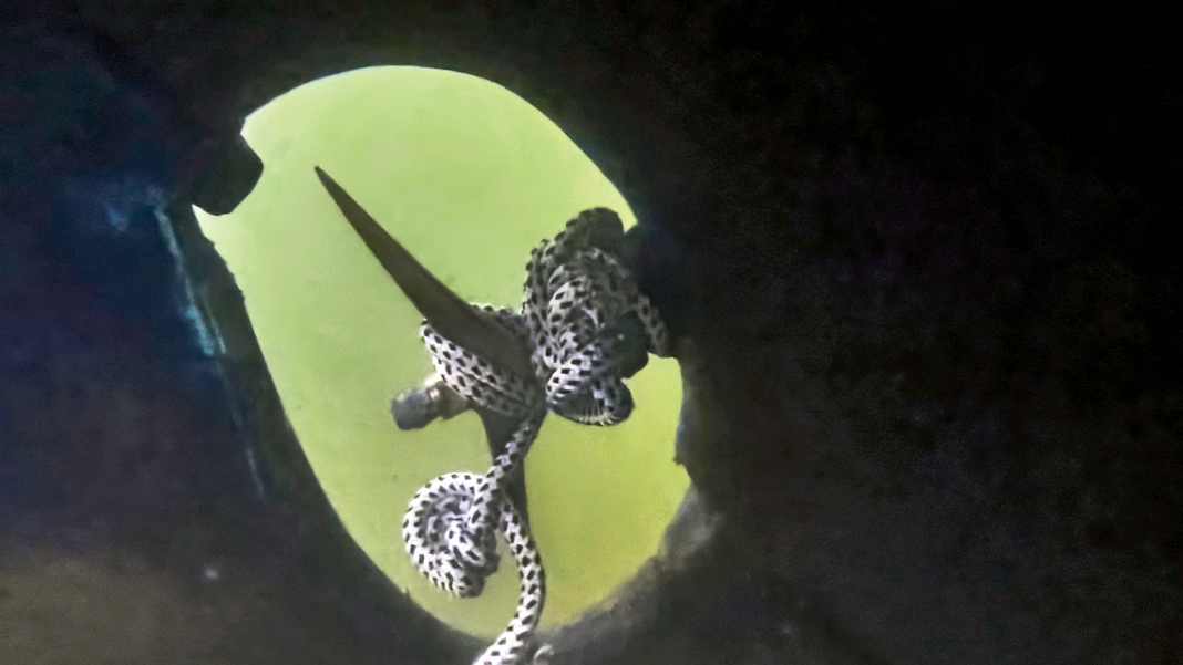 Everything you need to know about the propeller
