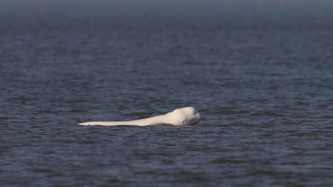 Belugawal vor Holland aufgetaucht