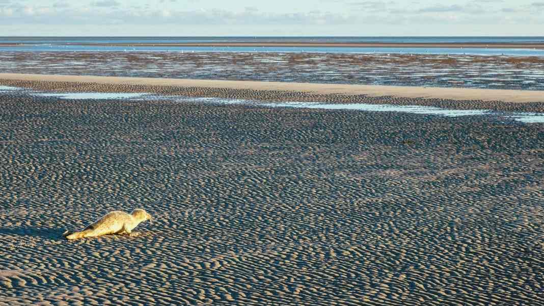 Das Rätsel auf der Sandbank