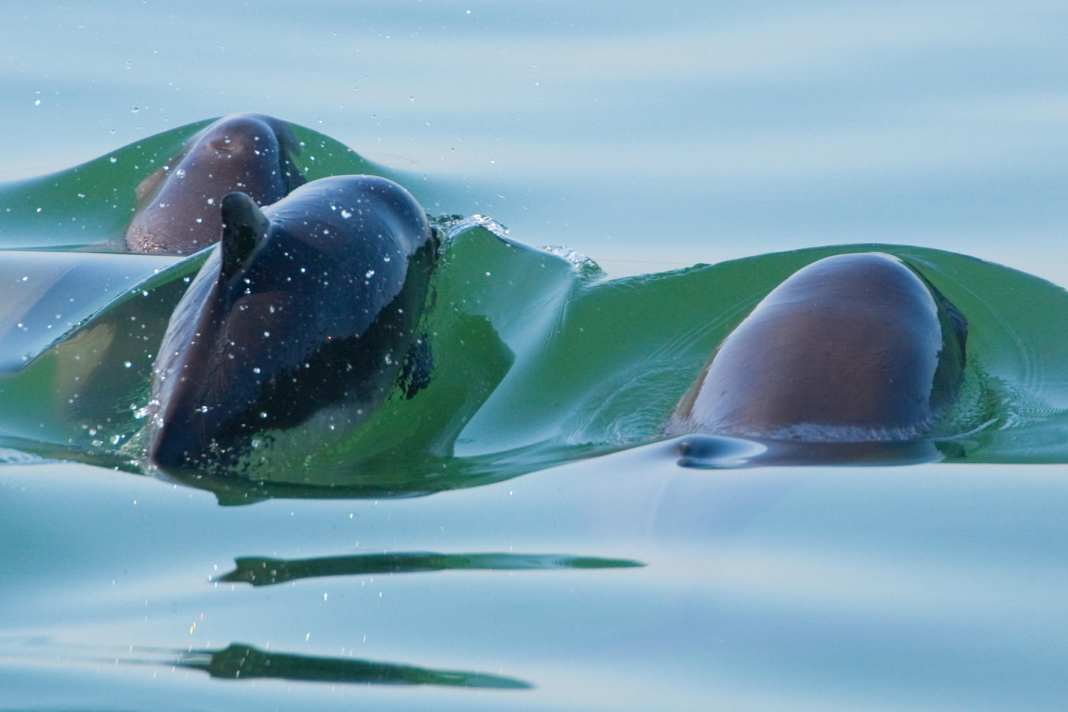 Allianz fordert mehr Schutz im Gebiet vor Sylt