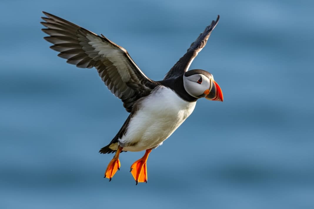 Special Islands of Europe - Fair Isle