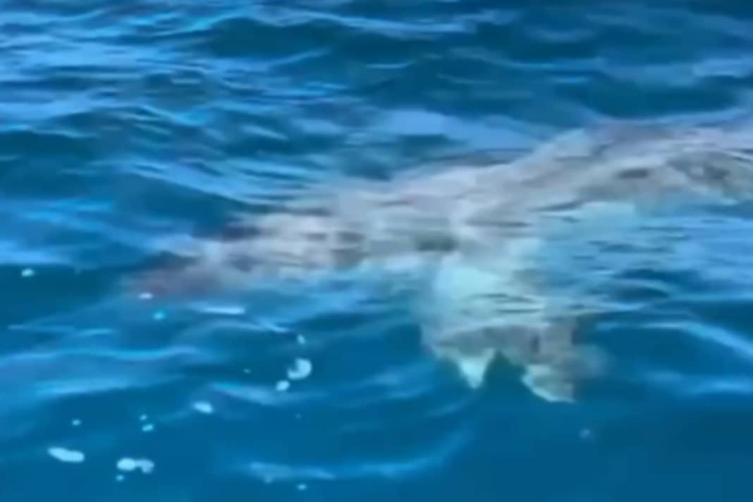 Shark spotted during iQFOiL training in the bay of Palma