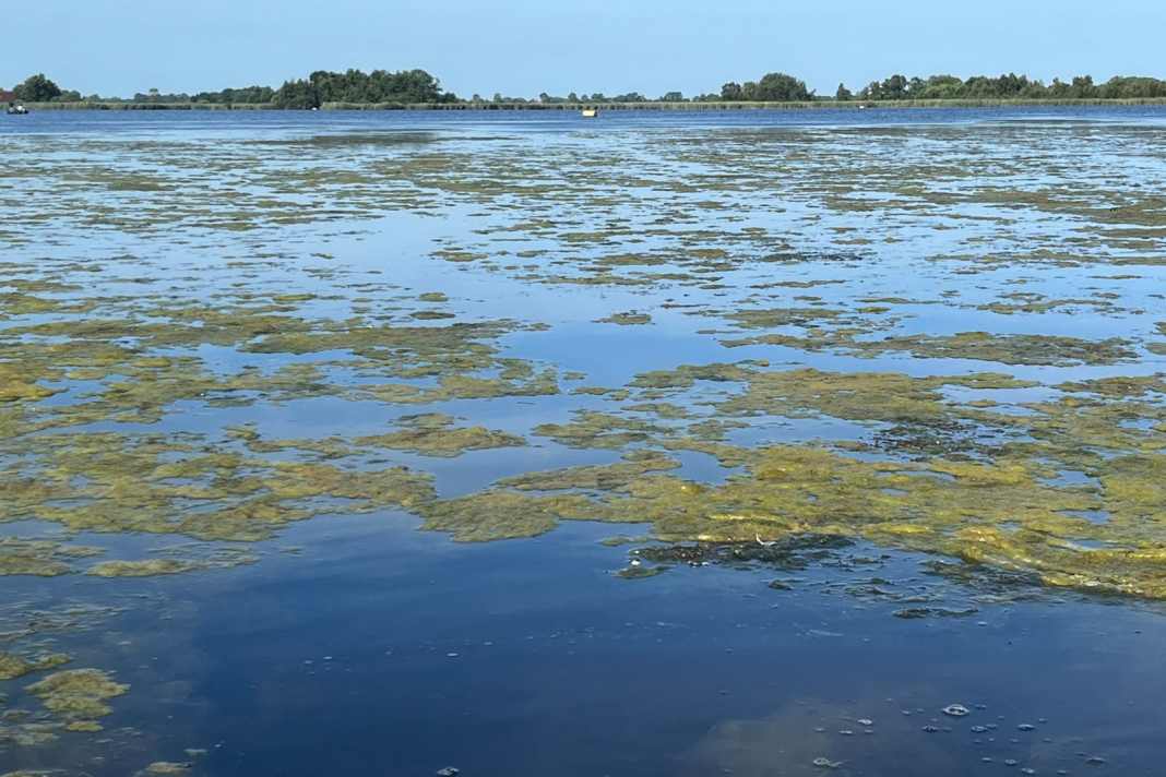 Heiße Sommer, invasive Arten - das Kleine Meer wächst zu