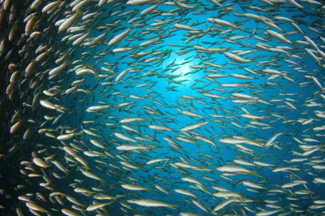 “Keine Trendwende in Sicht” – so schlecht steht es um die Ostsee