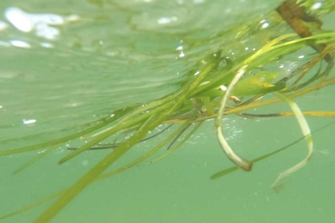 Bundesbehörde stoppt Seegras-Renaturierung