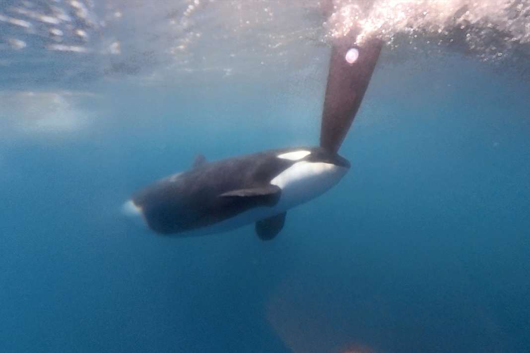 „Das Problem verschwindet nicht – es werden eher mehr"