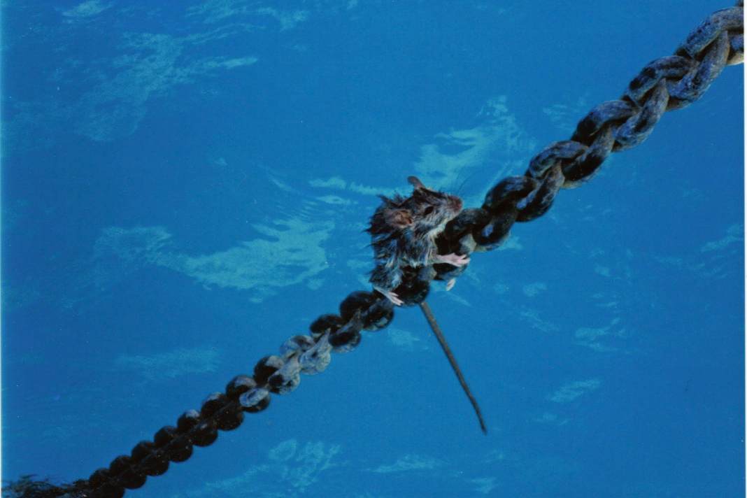 What to do if there are vermin on board