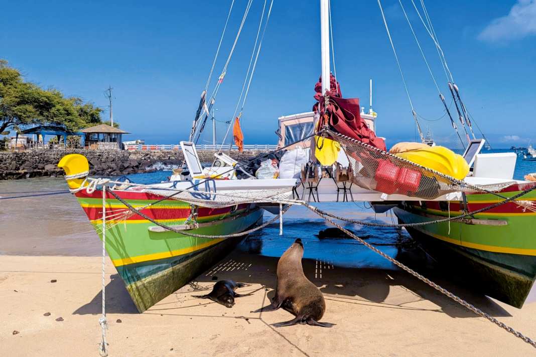 Pourquoi, outre les orques, les espadons peuvent être dangereux pour les yachts