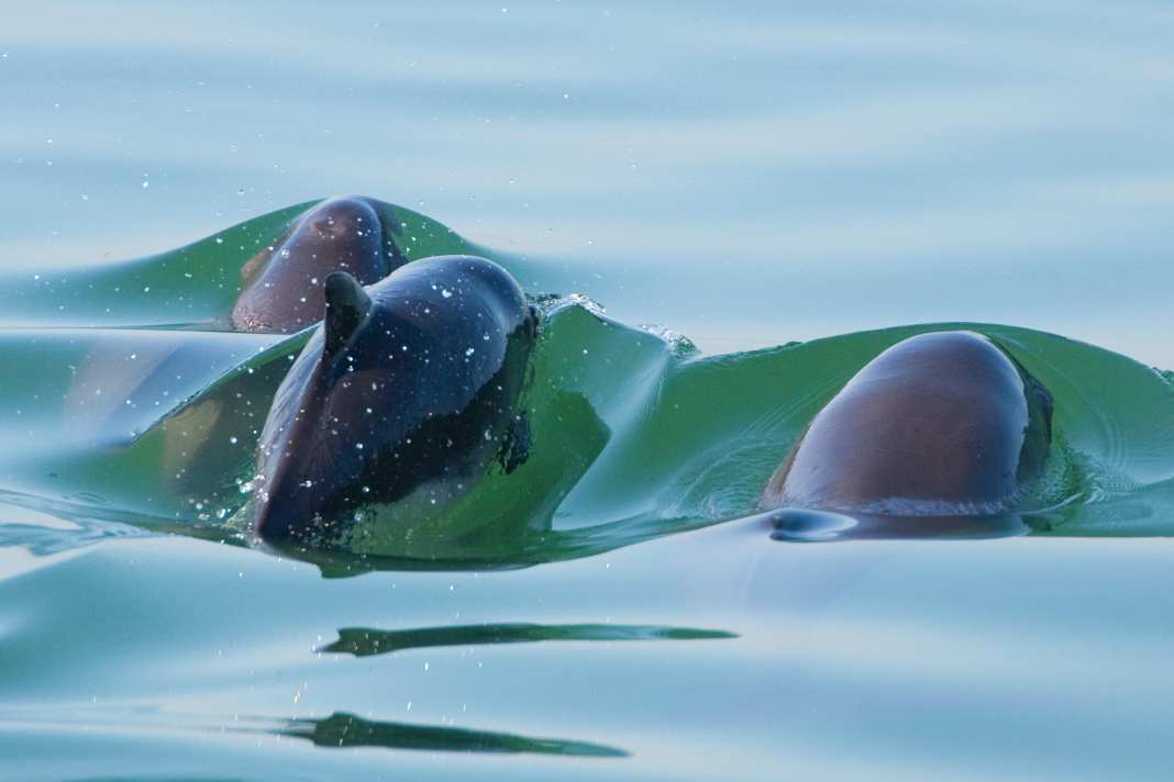 Schweinswal-Population unter Druck