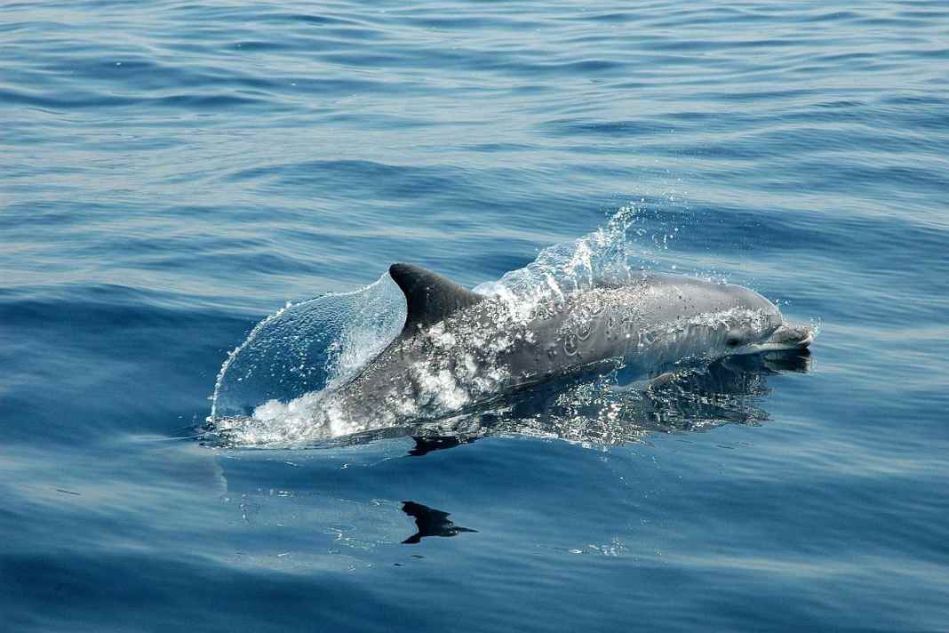 Des dauphins aperçus dans le fjord d'Apenrad