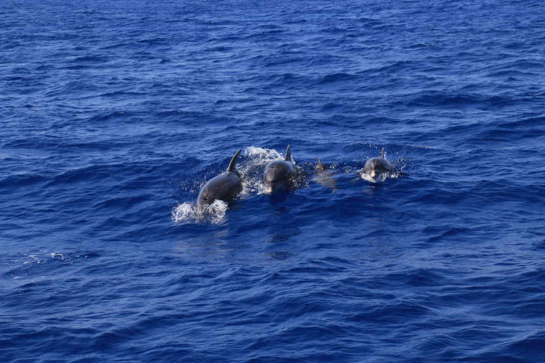 Le Danemark met en garde contre les rencontres avec les dauphins