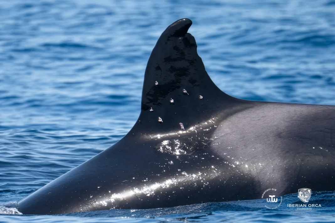 Orca-Toñi mit Schuss-Verletzungen entdeckt