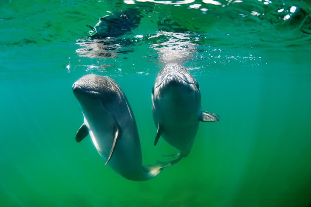 Tracking harbour porpoises in preparation for effective protection measures