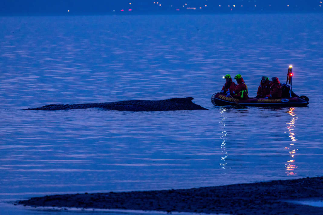 Neue Rettungsversuche -Tötung keine Option