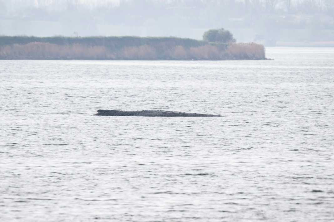 Erneute letzte Chance für Buckelwal Timmi