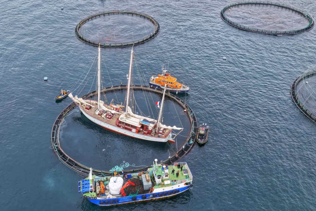 La goletta “Rara Avis” si incaglia in un allevamento di salmoni