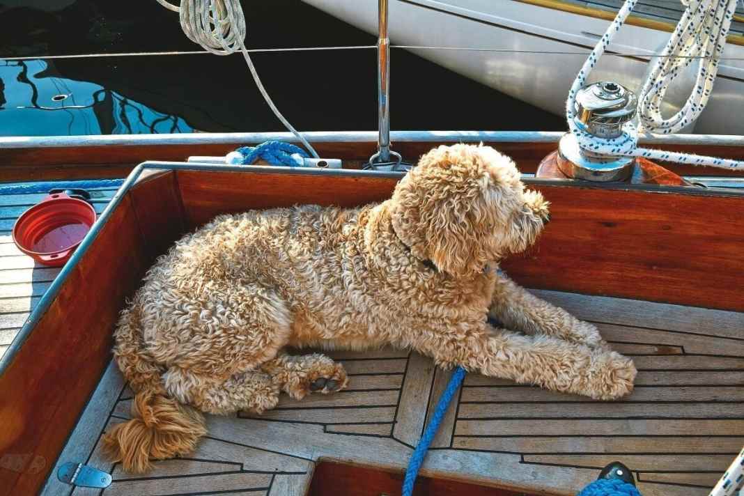 Sailing with dogs: 10 tips for cruises with four-legged friends