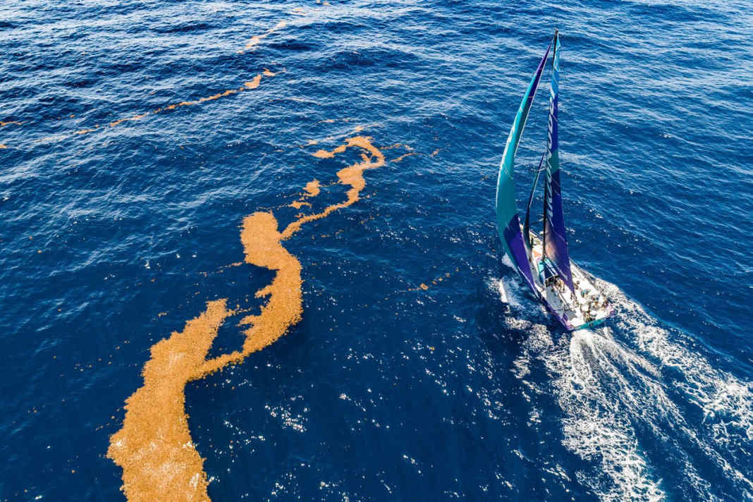 Die Qualen mit dem Seegras der Sargassosee