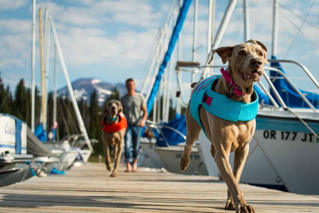 Cosa serve ai cani a bordo: dieci consigli