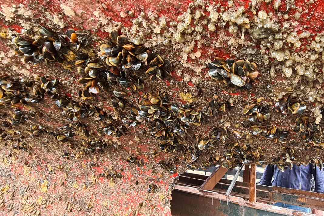 Was Bootseigner über Bewuchsschutz wissen sollten