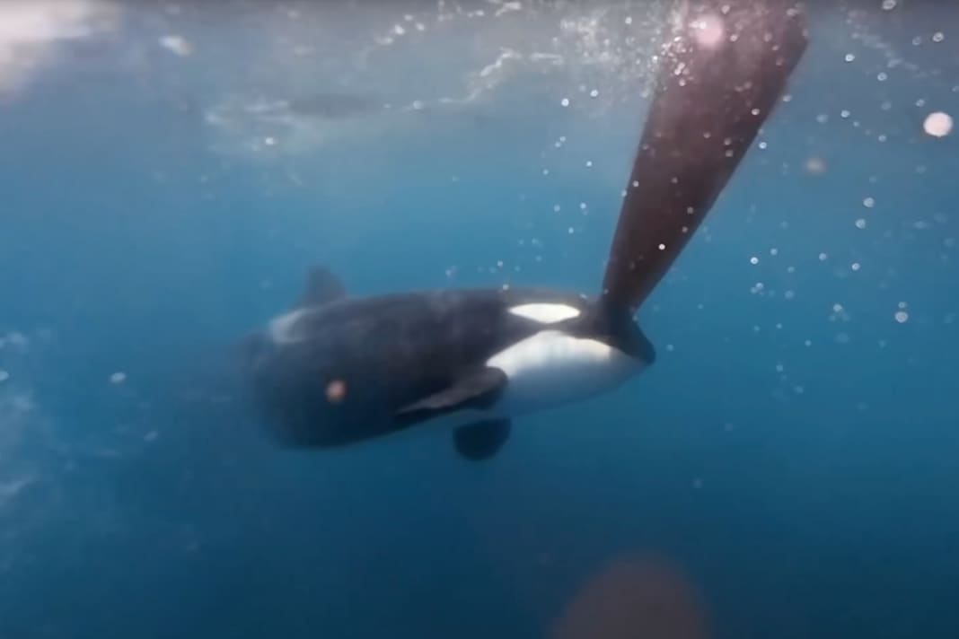 Orca-Angriffe auf VO65-Yachten, Team Malizia rückt vor