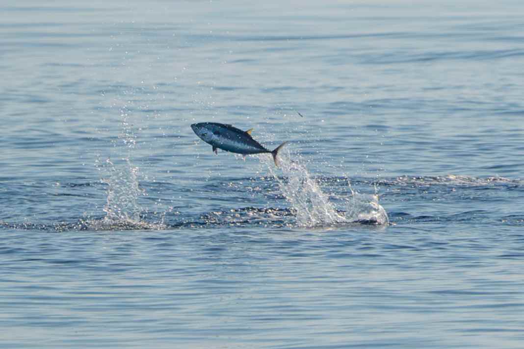 Thunfisch kehrt nach 50 Jahren zurück in den Öresund