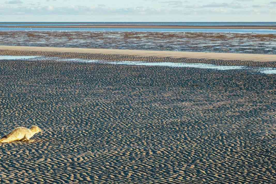 Das Rätsel auf der Sandbank