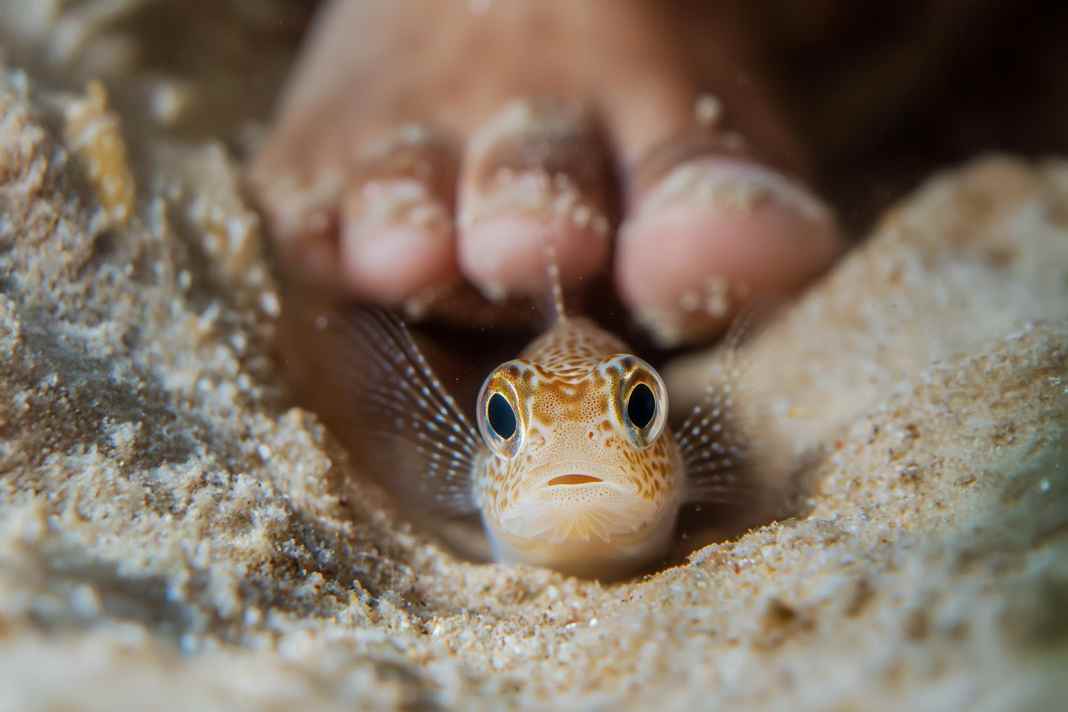 Warum das Petermännchen zur Gefahr für Wassersportler wird