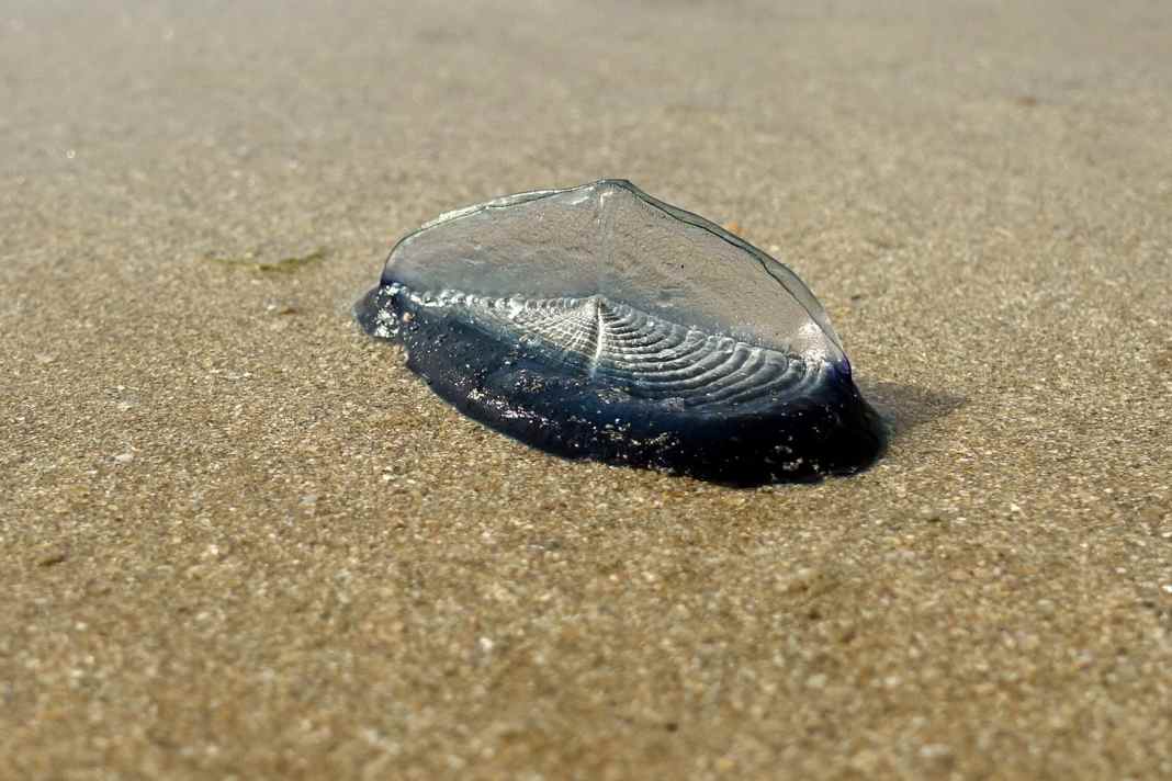 Nesseltier auf Langfahrt - Segelqualle landet auf Sylt an