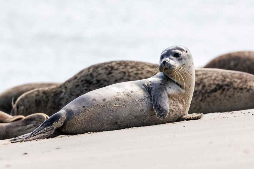 Seehund-Population wirft Fragen auf