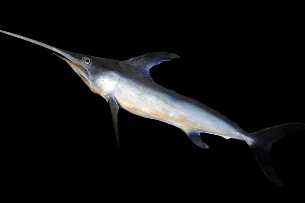 Leak due to swordfish attack in the Atlantic