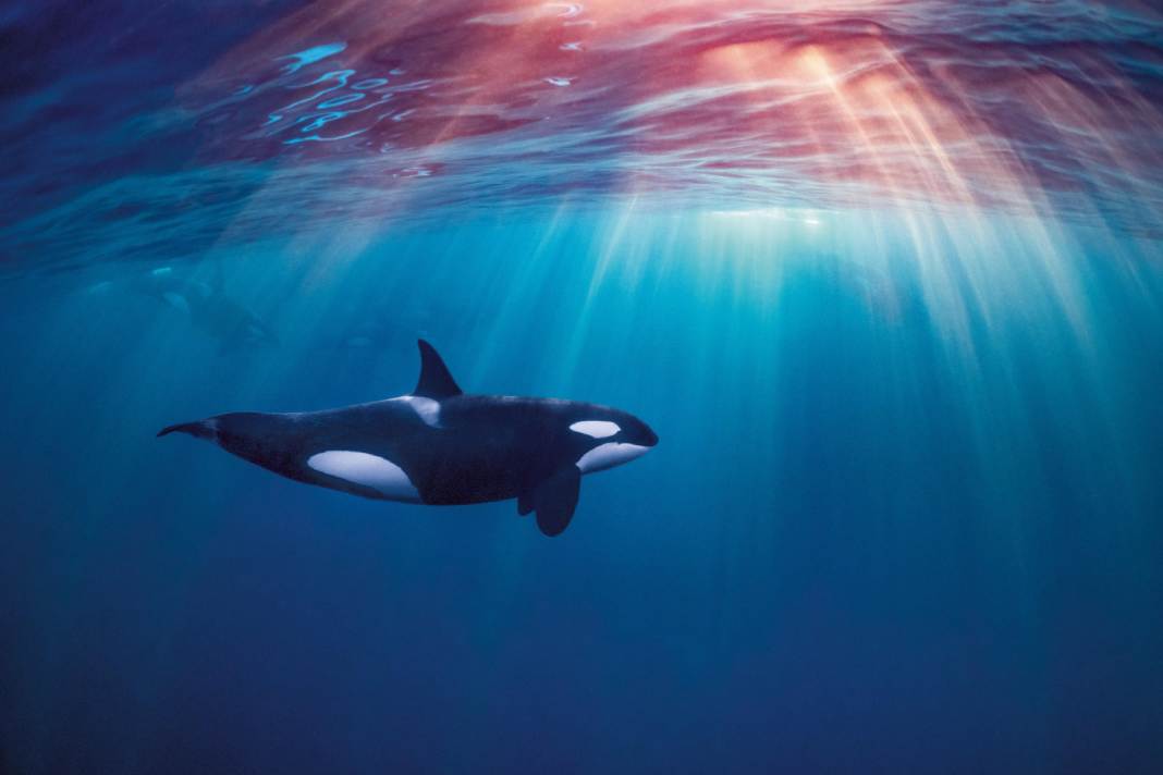 Des orques coulent un voilier au Portugal - une famille sauvée