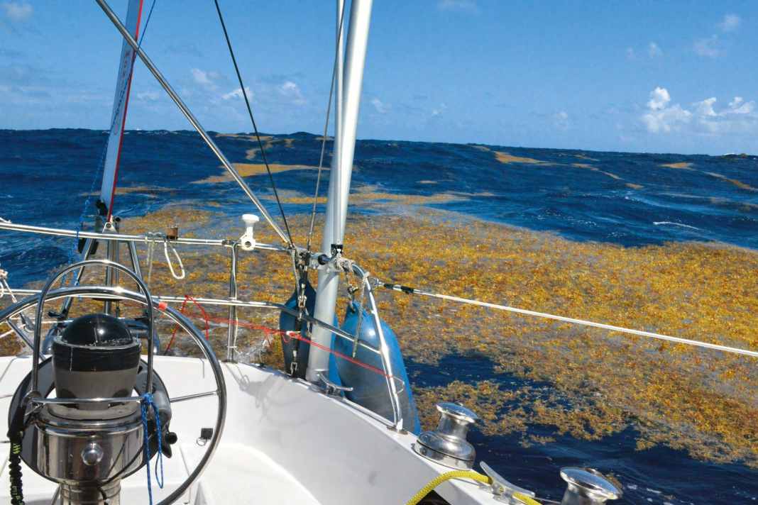 Seegras wird zum Problem auf dem Wasser und an Stränden