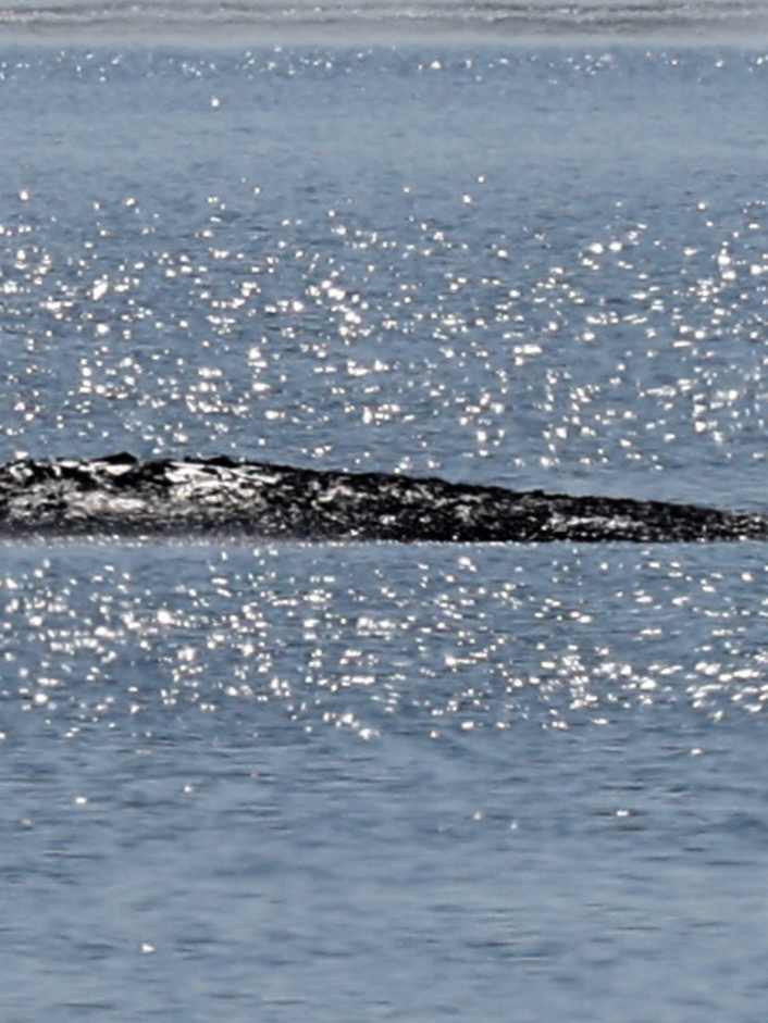 Die letzte Hoffnung für Buckelwal Timmi