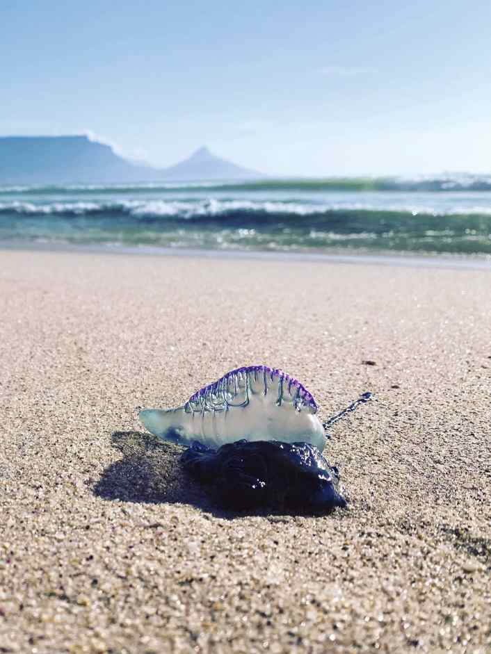 Returning to Mother City - Faszination Kapstadt und die Schattenseiten