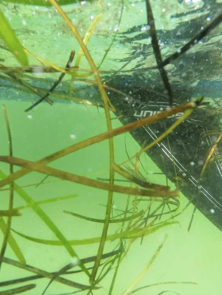 How to find the right Seegras fin