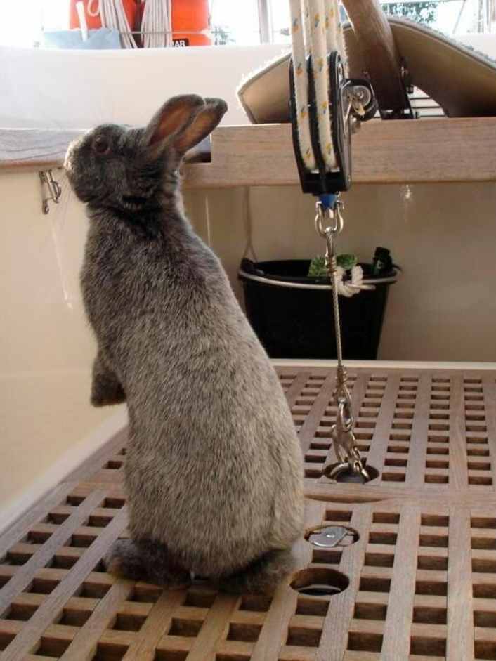 Pourquoi les skippers sont aujourd'hui nerveux devant les fleurs et les lapins