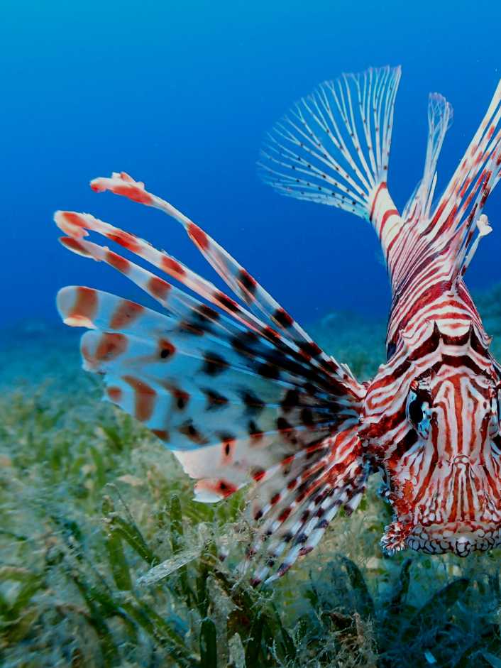 Kugelfisch und Feuerfisch im Mittelmeer