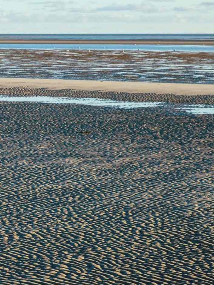 Das Tier-Rätsel der Sandbank