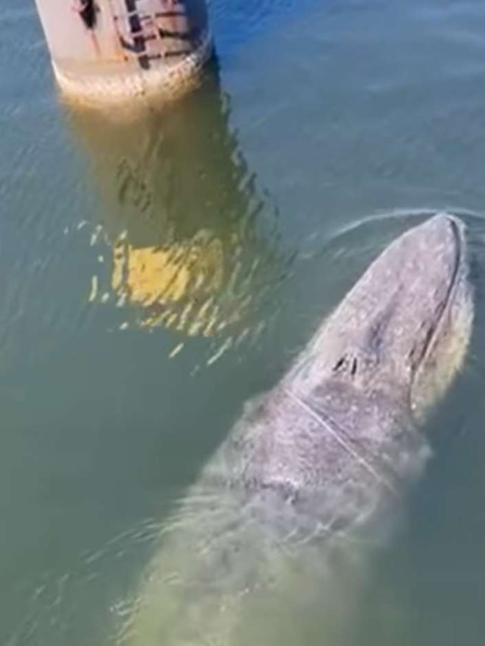 Un rorqual commun dans le port de Wismar